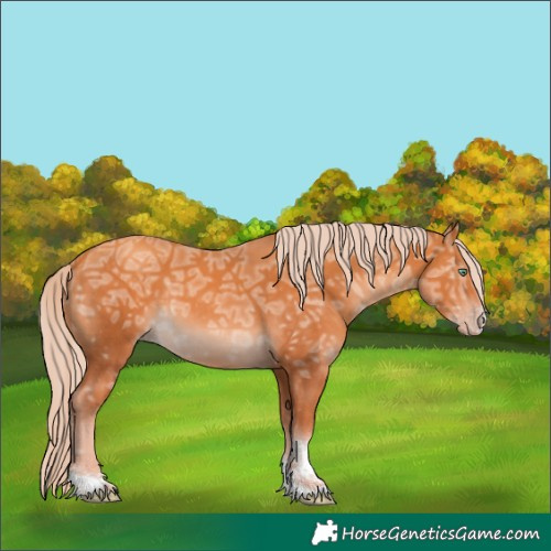 Horse Color:Gold Cream Champagne Ice Sabino Tobiano Rabicano 