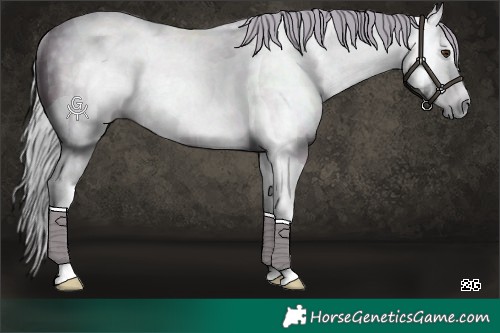 Horse Color:Gray Silver Bay Dun Tobiano Rabicano 