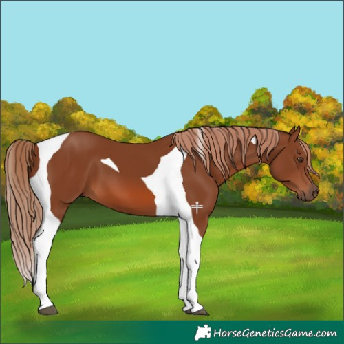 Horse Color:Chestnut Tobiano 