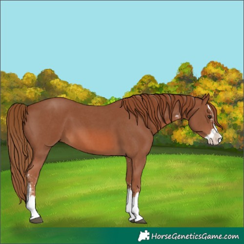 Horse Color:Chestnut Sabino Splash 