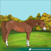 Horse Color:Chestnut Sabino Splash 