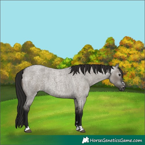 Horse Color:Gray Grullo Roan Appaloosa 