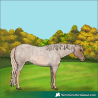 Horse Color:Chocolate Palomino Roan Appaloosa 