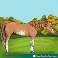 Horse Color:Bay Splash Frame  and Chestnut Splash Frame 