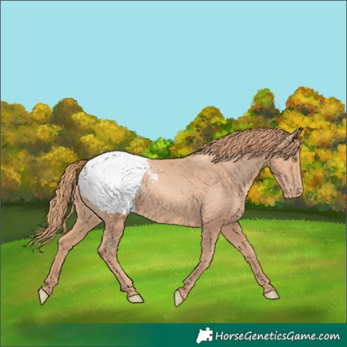 Horse Color:Gold Champagne Appaloosa 