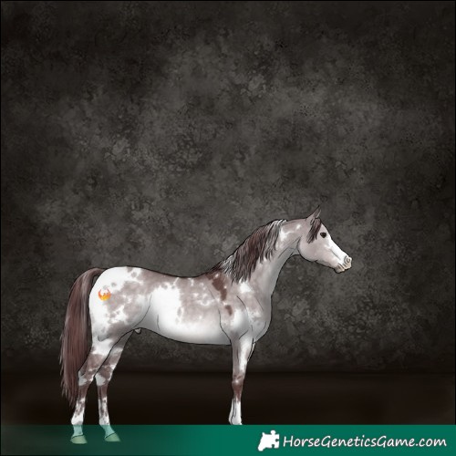 Horse Color:Platinum White Spotted Chocolate Brown Dun 