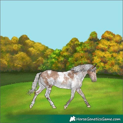 Horse Color:White Spotted Silver Brown Dun Rabicano 