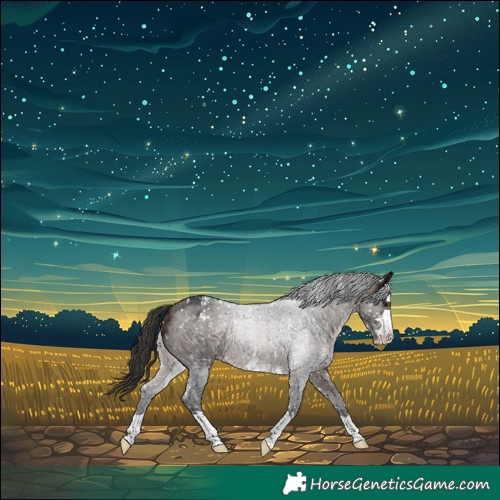 Horse Color:Brown Appaloosa 