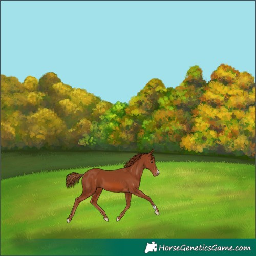 Horse Color:Chestnut Appaloosa 