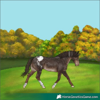 Horse Color:Liver Chestnut Snowcap 