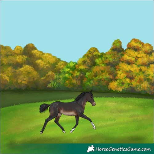 Horse Color:Brown Appaloosa 