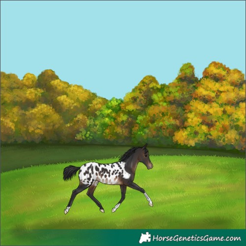 Horse Color:Brown Appaloosa 