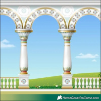 Horse Color:Thunderstruck Black Appaloosa 