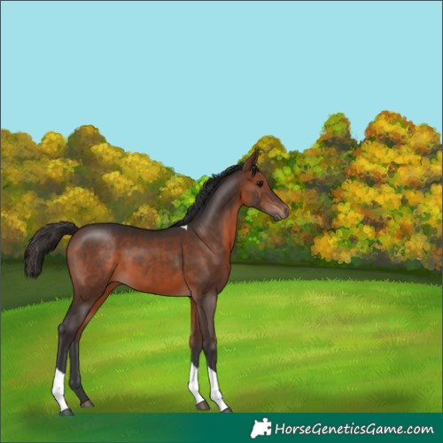 Horse Color:Bay Tobiano 