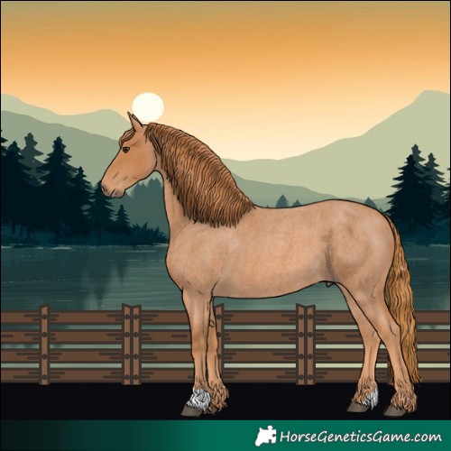 Horse Color:Red Roan