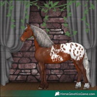 Horse Color:Silver Bay Appaloosa 