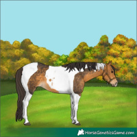 Horse Color:Buckskin Tobiano 