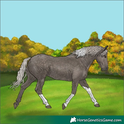 Horse Color:Silver Black Tobiano Rabicano 