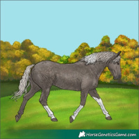 Horse Color:Silver Black Tobiano Rabicano 