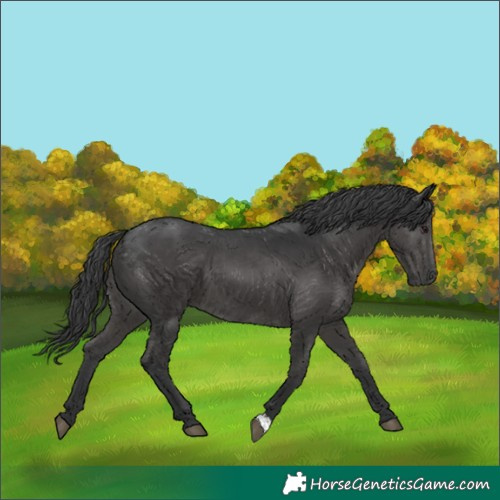 Horse Color:Black 