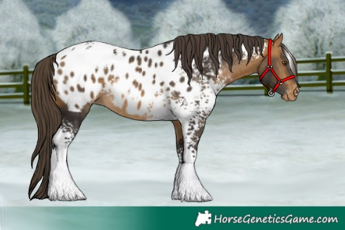 Horse Color:White Spotted Buckskin Tobiano Appaloosa