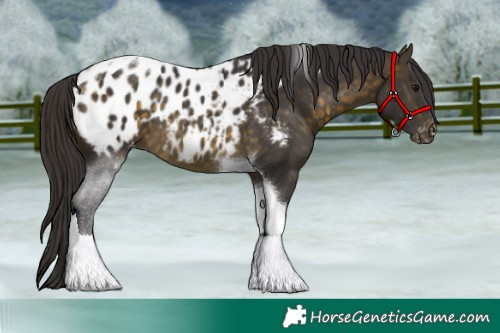 Horse Color:Buckskin Tobiano Appaloosa 