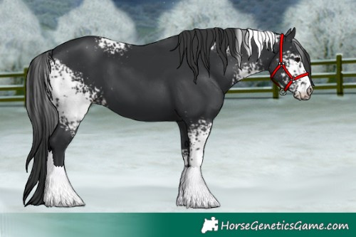 Horse Color:White Spotted Black
