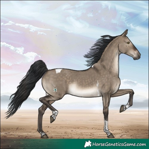 Horse Color:Brown Dun Tobiano Rabicano