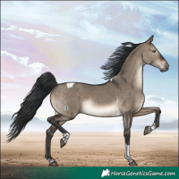 Horse Color:Brown Dun Tobiano Rabicano 