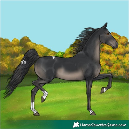 Horse Color:Black Tobiano Rabicano 