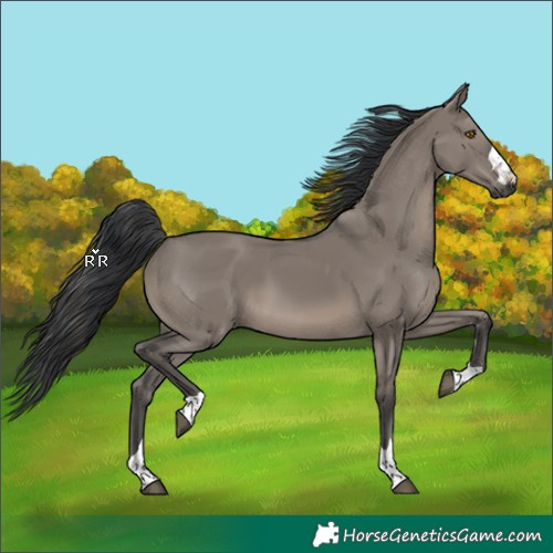 Horse Color:Grullo Rabicano 