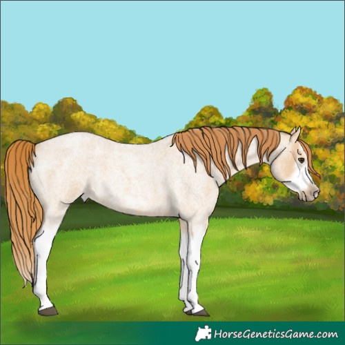 Horse Color:Red Dun Roan Splash Frame Rabicano