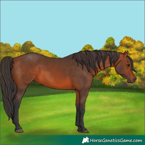 Horse Color:Bay 