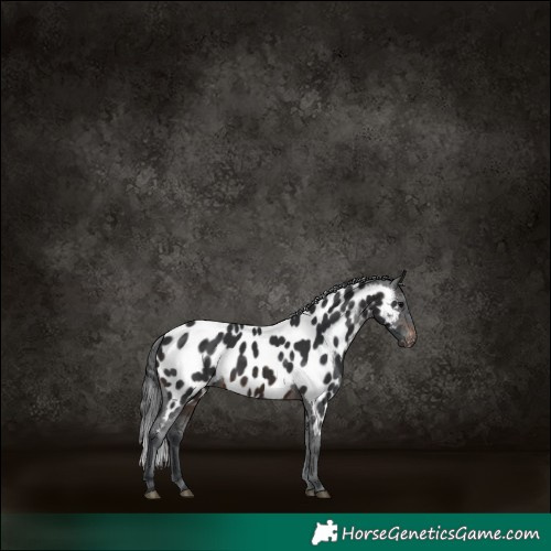 Horse Color:Brown Appaloosa 