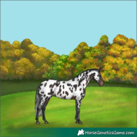 Horse Color:Brown Appaloosa 