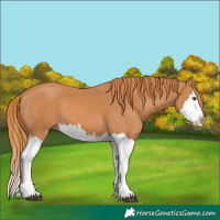 Horse Color:Chestnut Splash 
