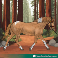 Horse Color:Chestnut Tobiano 