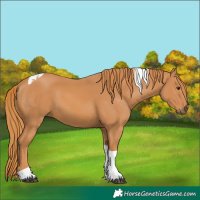 Horse Color:Chestnut Tobiano 