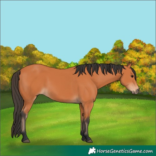 Horse Color:Bay 