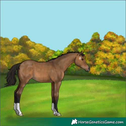 Horse Color:Gray Bay Dun Brindle 