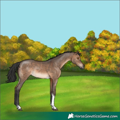 Horse Color:Brown Dun Tobiano