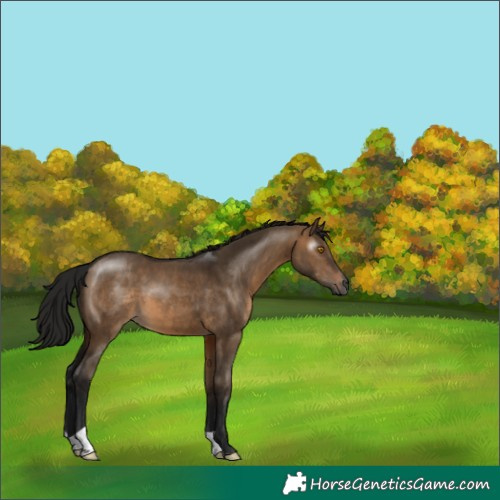 Horse Color:Gray Brown Dun 