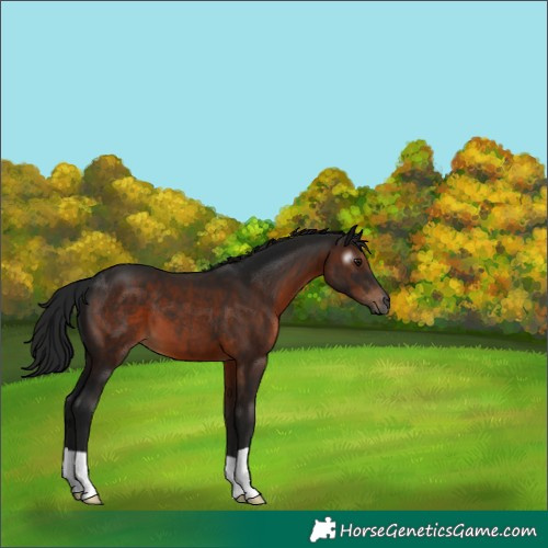 Horse Color:Gray Brown 