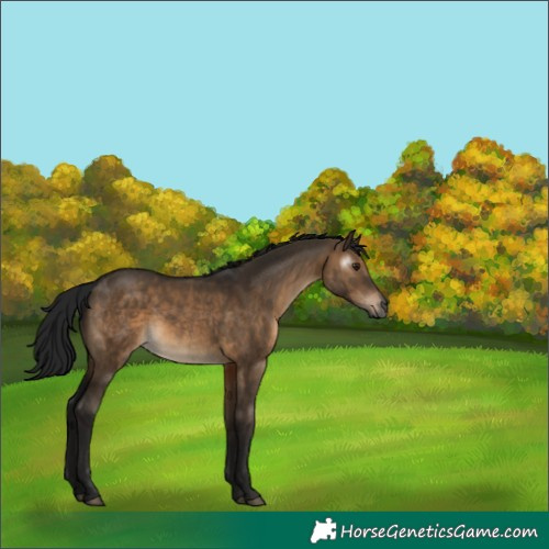 Horse Color:Gray Brown Dun Rabicano