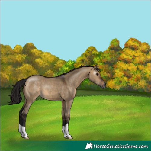 Horse Color:Gray Brown Dun