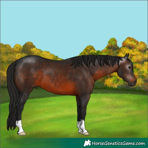 Horse Color:Gray Bay 