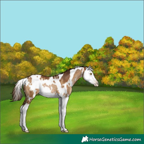 Horse Color:Gray White Spotted Bay Pearl Dun Splash Brindle 