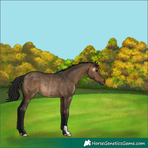 Horse Color:Gray Brown Dun Rabicano
