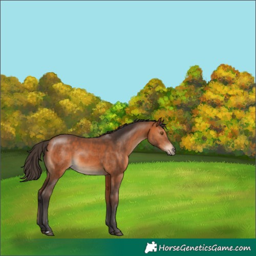 Horse Color:Bay Rabicano