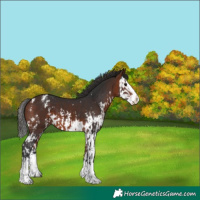 Horse Color:Bay Sabino Splash Appaloosa and Bay Sabino Splash Appaloosa